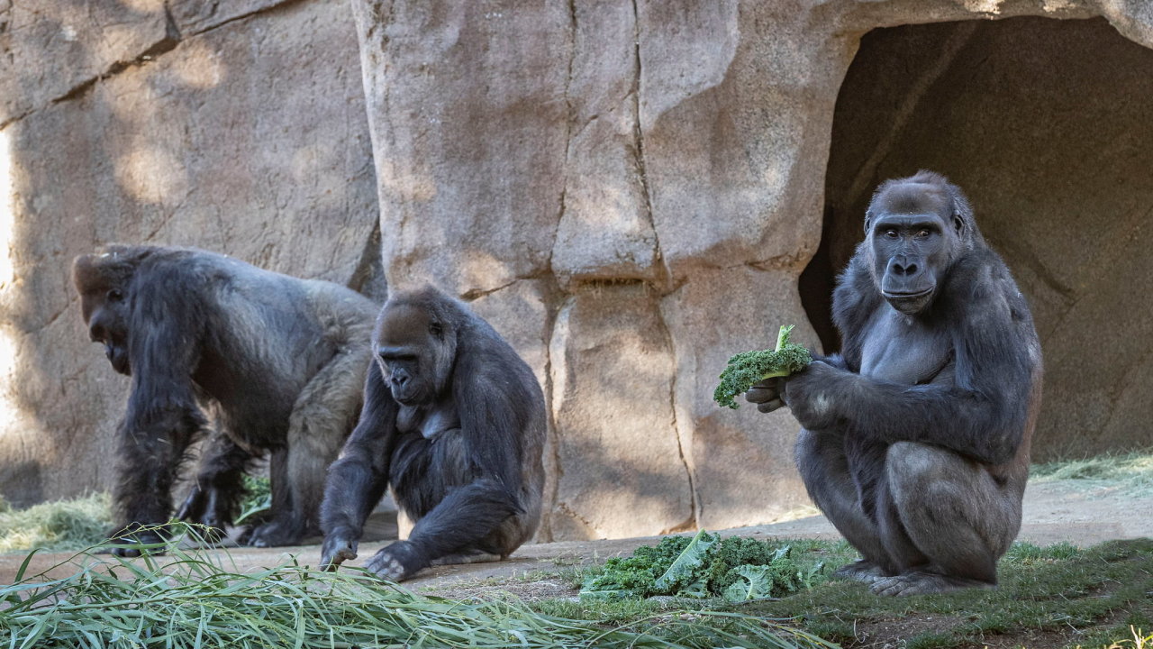 Gorily a další lidoopi jsou náchylní na lidské nemoci. Zvýšená hygienická opatøení jsou u nich proto nutností i za normálních podmínek.