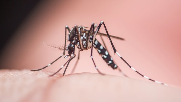 v�da, kom�r tyg�� asijsk�, aedes albopictus, p�en�� nebezpe�n� onemocn�n�...