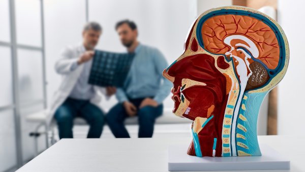 181 v�da v�kend, anatomie