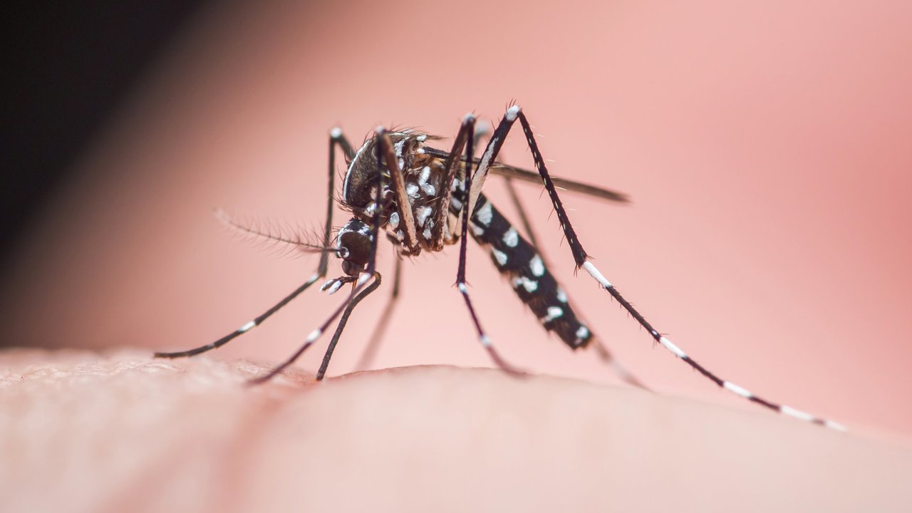 v�da, kom�r tyg�� asijsk�, aedes albopictus, p�en�� nebezpe�n� onemocn�n�...