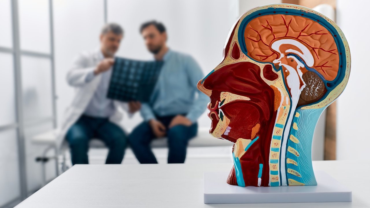 181 v�da v�kend, anatomie
