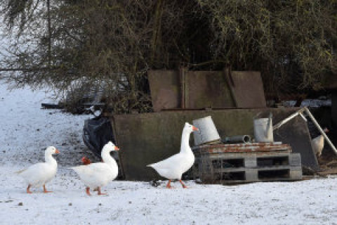 jarvis_586d40a3498e711a2f076b73.jpeg