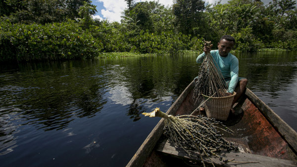 Prales je lékárna, nemocnice i zdroj &bdquo;elixíru mládí&ldquo;. Jak se v Amazonii vede boj o budoucnost medicíny včetně té naší