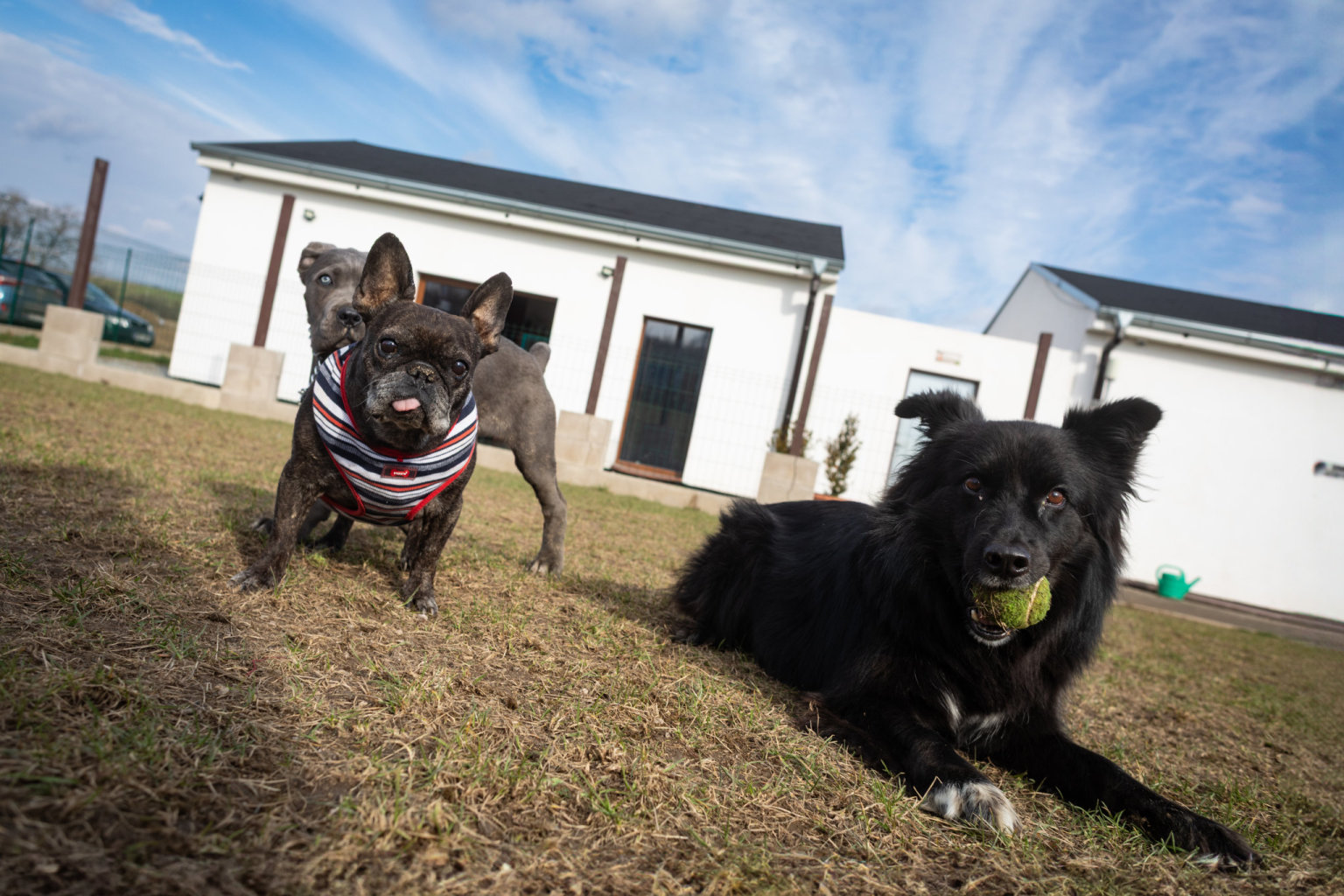 Psí školka Happy Dog. Praha (Foto: Václav Vašků) Psí školka Happy Dog. Praha