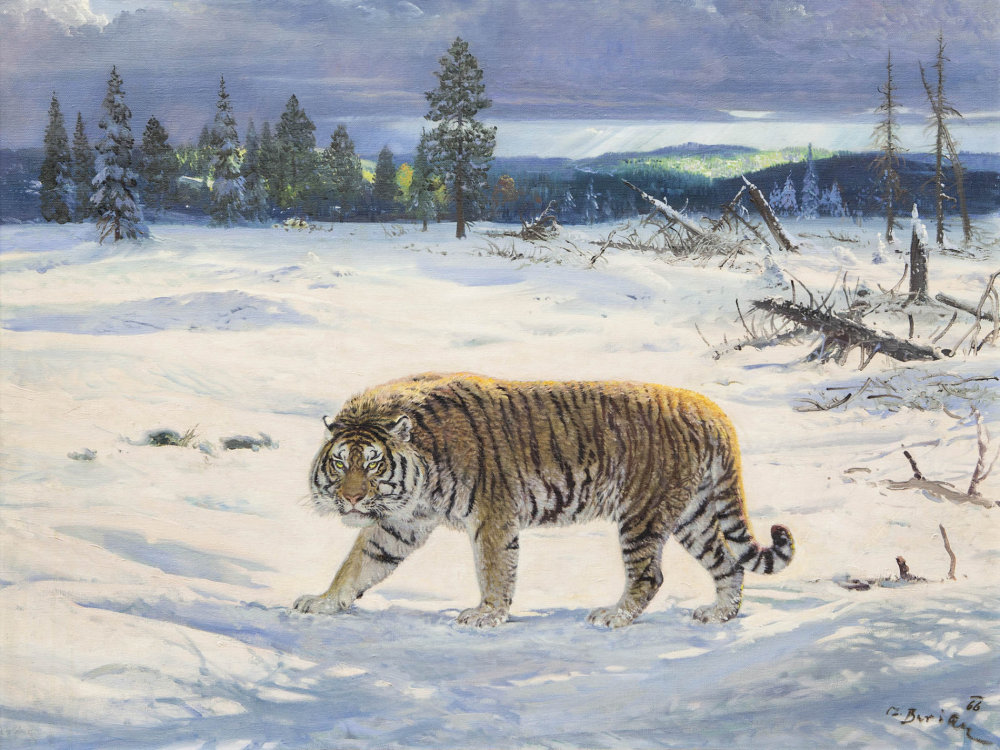 Zdeněk Burian: Tygr ussurijský, olej na plátně, 1966