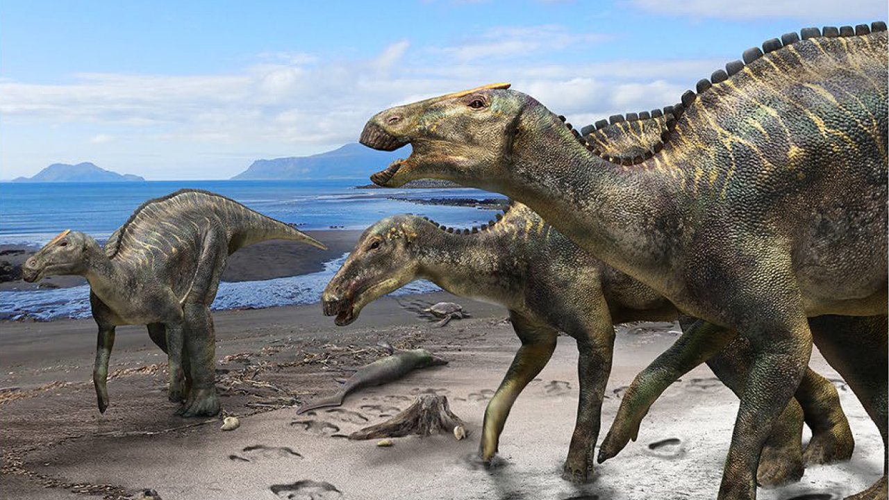 Rekonstrukce podoby druhu Kamuysaurus japonicus.
