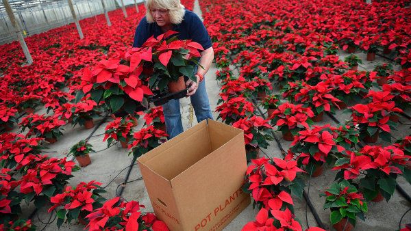 V&aacute;no�n&iacute; hv�zdu dali sv�tu indi&aacute;ni z Mexika. Pro �echy se stala fenom&eacute;nem