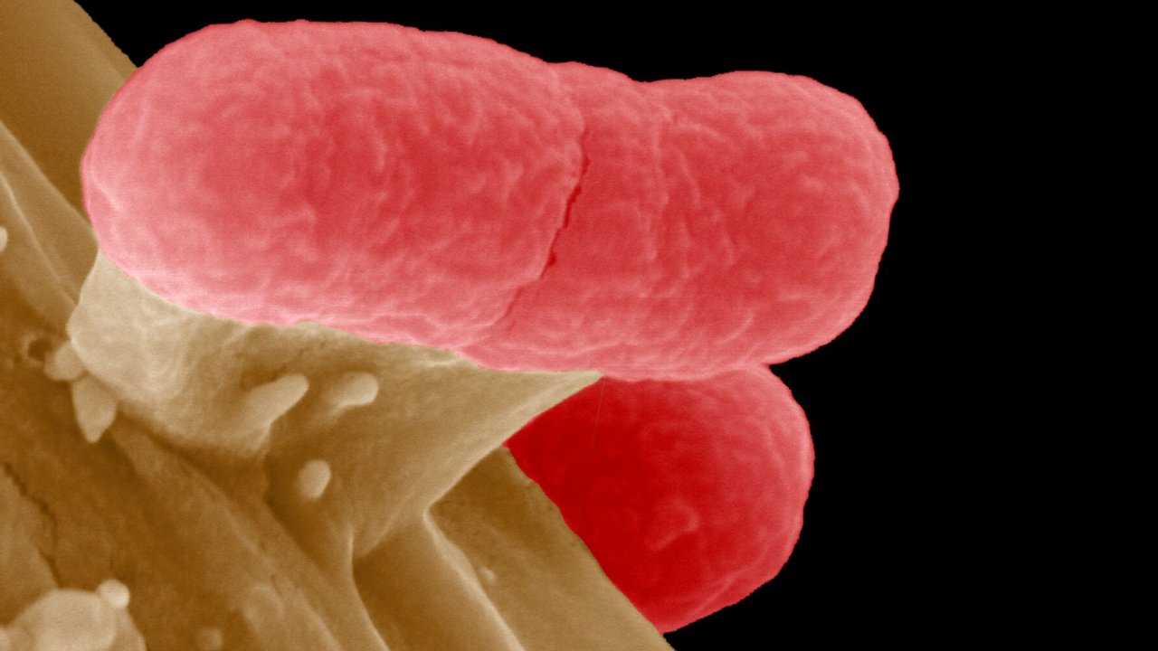 Bakterie - ilustran foto