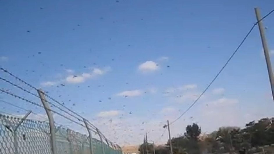 Invaze kobylek v Izraeli.