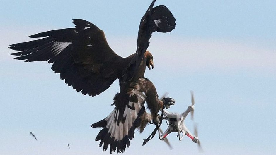 Francouzi trénují orly skalní na chytání dronù. Už od doby, kdy se líhnou.