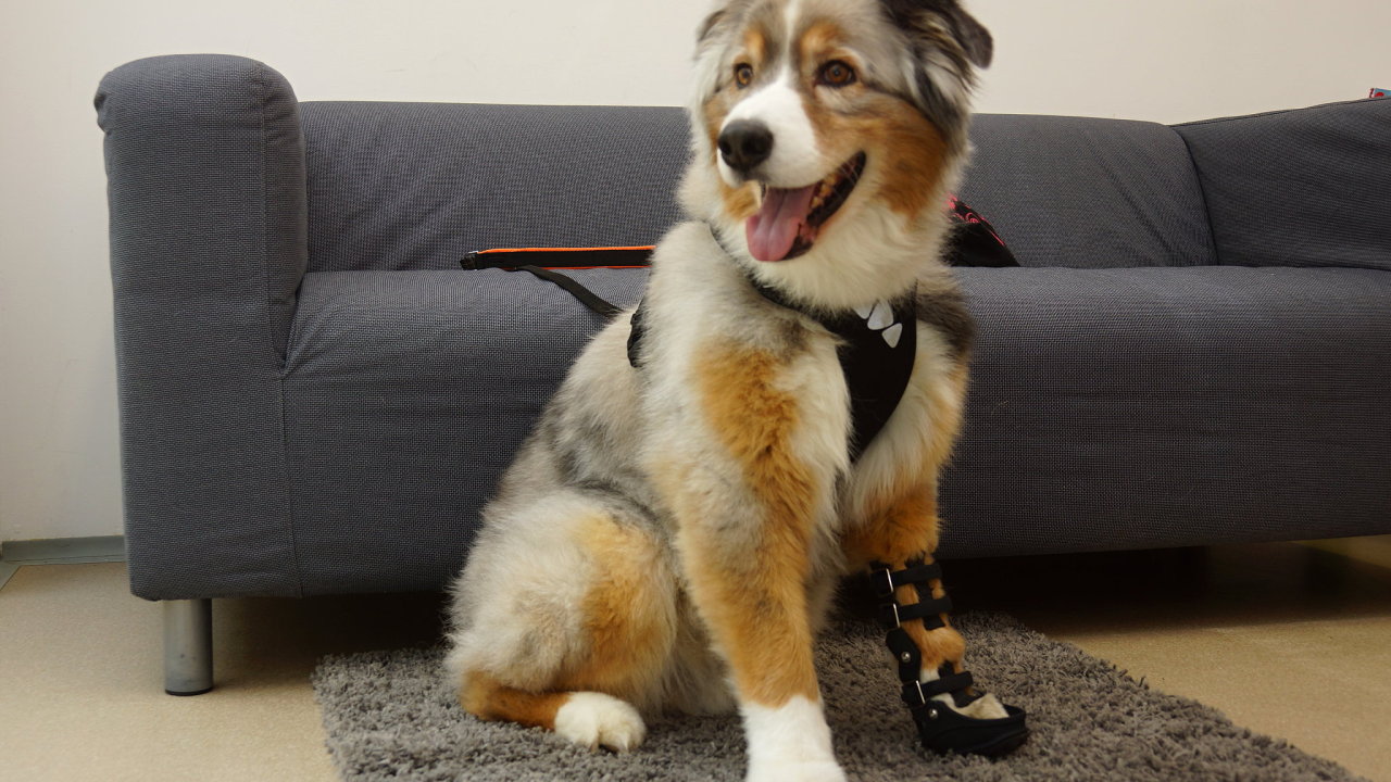 AnyoneGo vyrb s pomoc technologie 3D tisku ortzy pro psy na mru