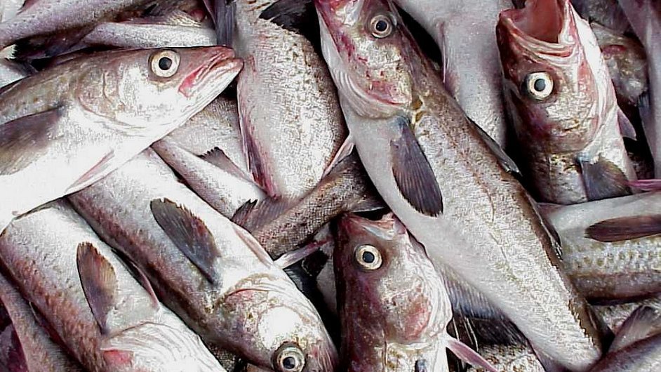 Mnoh ryb populace se kvli intenzivnmu rybolovu ocitly na okraji kolapsu (na obr. aljask treska).
