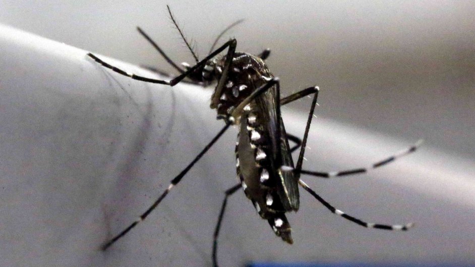 Komr Aedes aegypti, kter  virus zika.