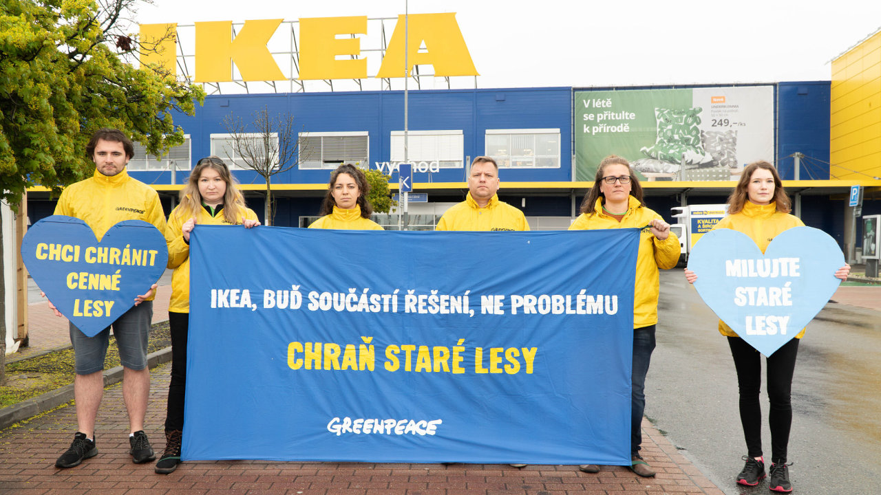 Aktivist Greenpeace protestujc proti tb starch strom, z nich si i Ikea nechv vyrbt nbytek.