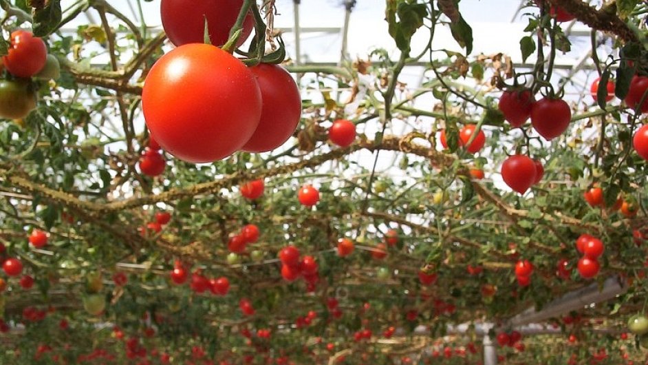 tomatoes hanging overhead