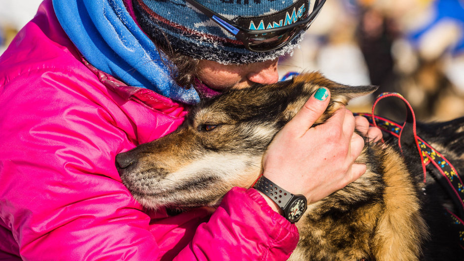 astnci aljaskho Iditarod Trail Sled Dog