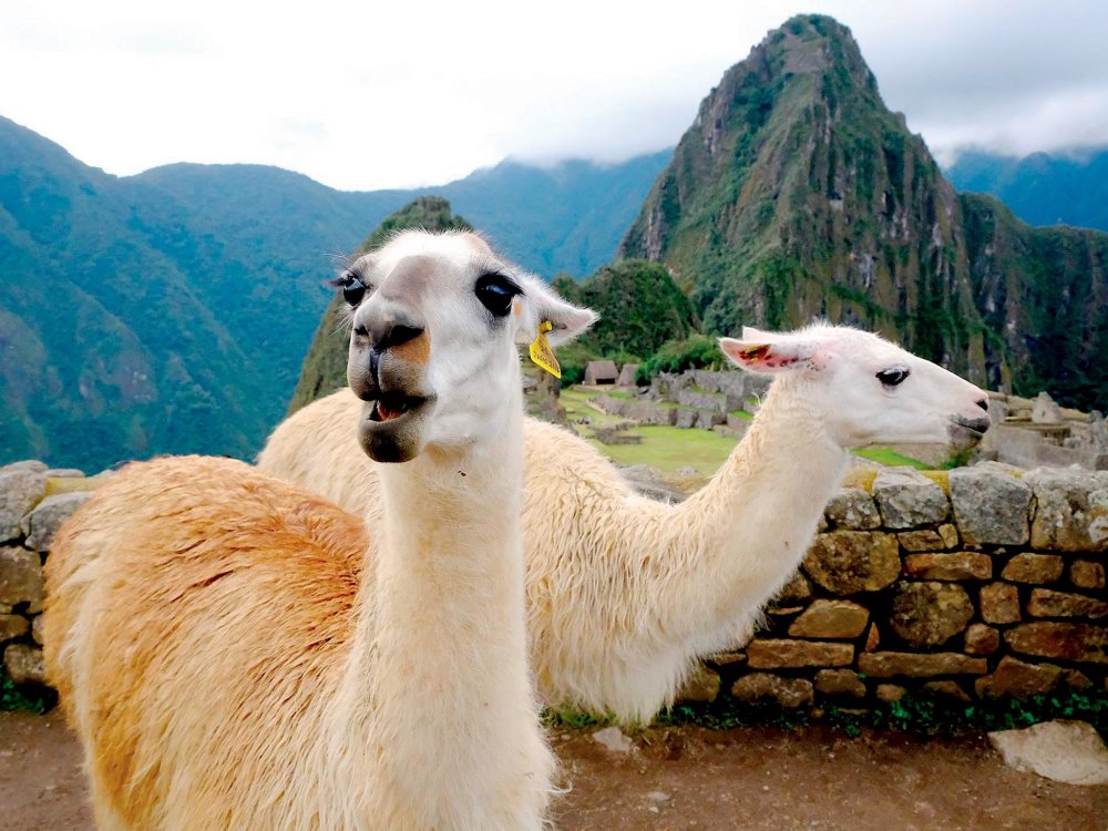 Lamy a Machu Picchu, tak trochu jiný vesmír
