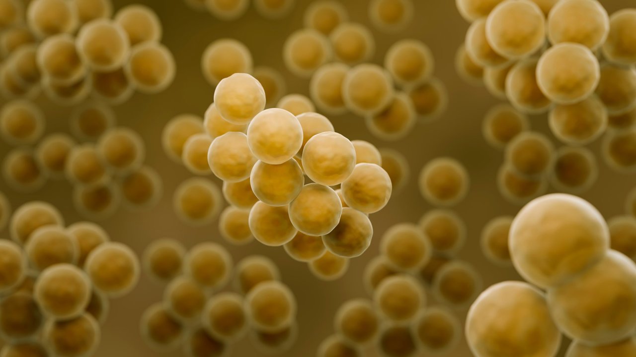 Zlat stafylokok, Staphylococcus aureus