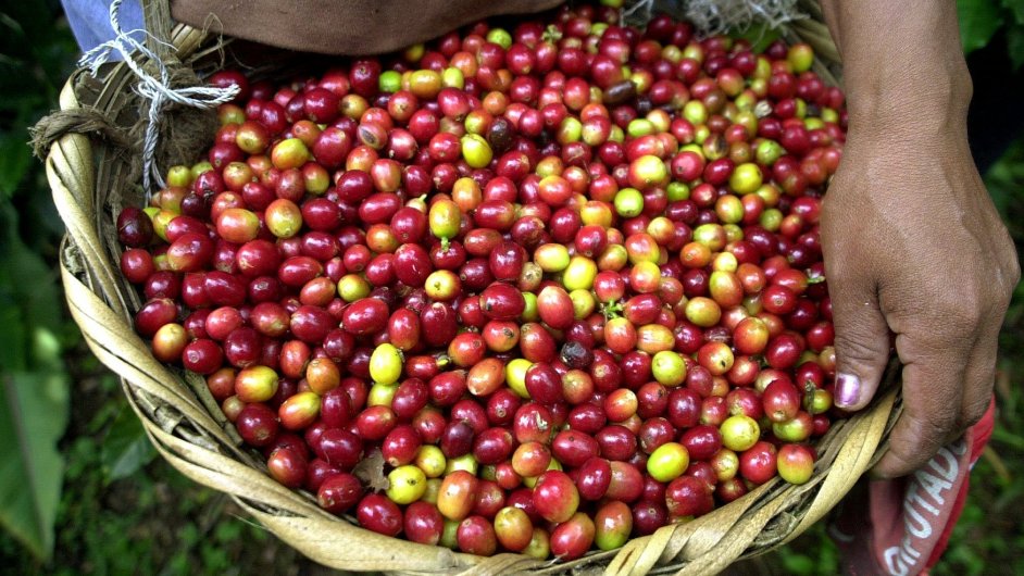 Kolumbie je nejvtm producentem kvy oznaovan jako mild arabica. (ilustr. foto)