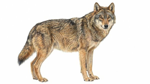 Vlci se vracejí do Evropy. V Česku jich žijí už stovky