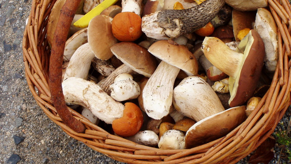 Chladn a mlhav rna jsou pro houby ideln, proto je podzim vrcholem houbask sezony.