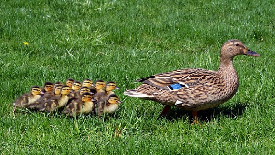 K �emu n�s �kola vede?