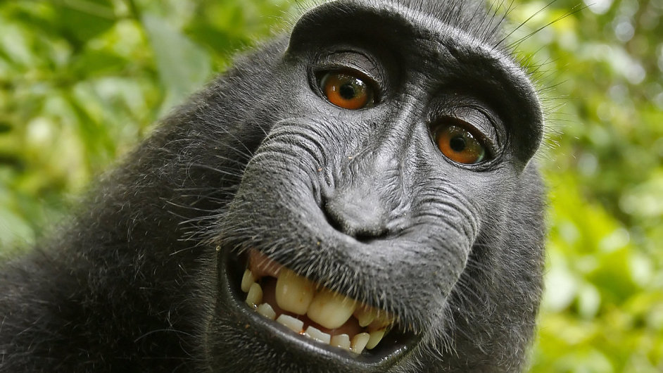 Selfie estiletho makaka Naruta