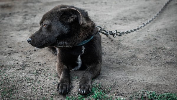 Konec psů na řetězu. Nový zákon narazil na realitu prvních týdnů