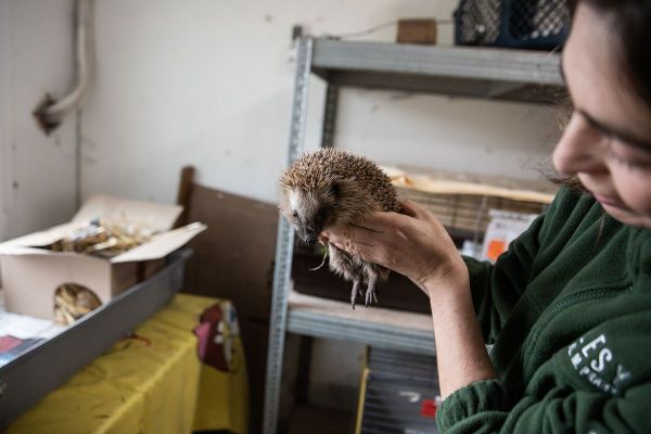 Z&aacute;chrann&aacute; stanice v pra�sk&yacute;ch Jinonic&iacute;ch p�ijme ka�d&yacute; rok p�es �ty�i tis&iacute;ce "pacient�".