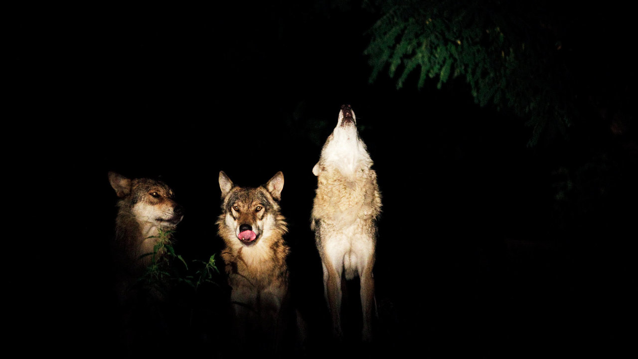 Veern prohldky v Zoo Praha zpestuje vyt vlk.