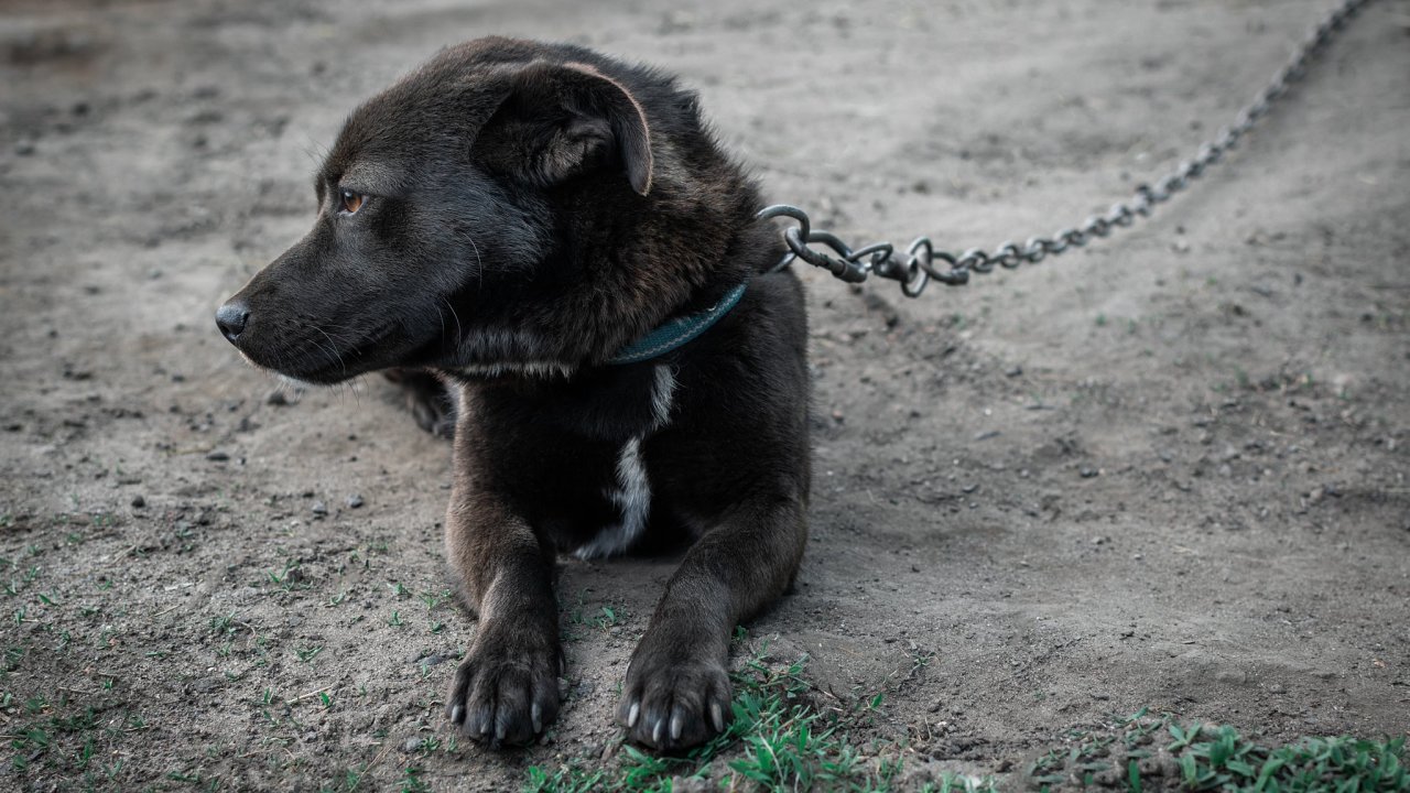 Uv�zan� pes jako hl�da� domu.