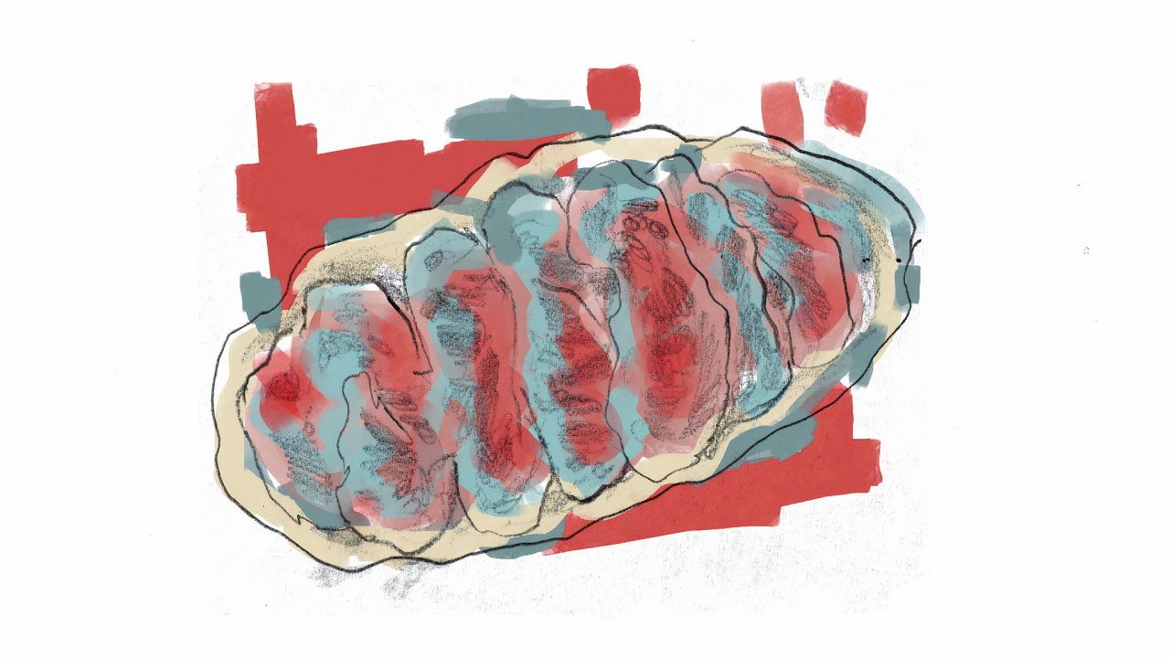 mitochondrie bez nápisu