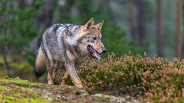 Vlci dělí společnost: chránit, nebo střílet? EU chce snížit jejich ochranu