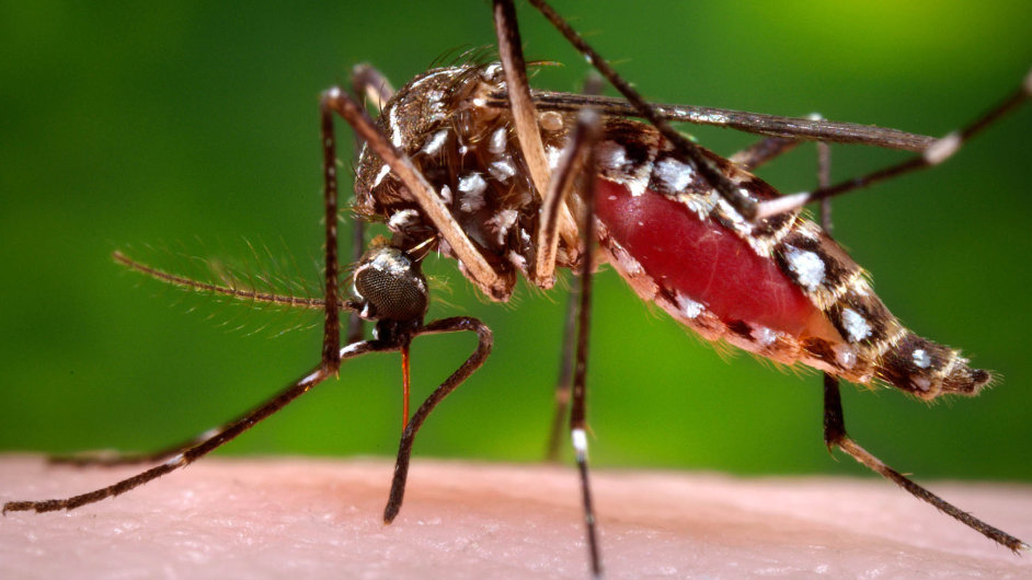 Boj s virem zika, kter v Latinsk Americe rozn komr rodu Aedes aegipti.