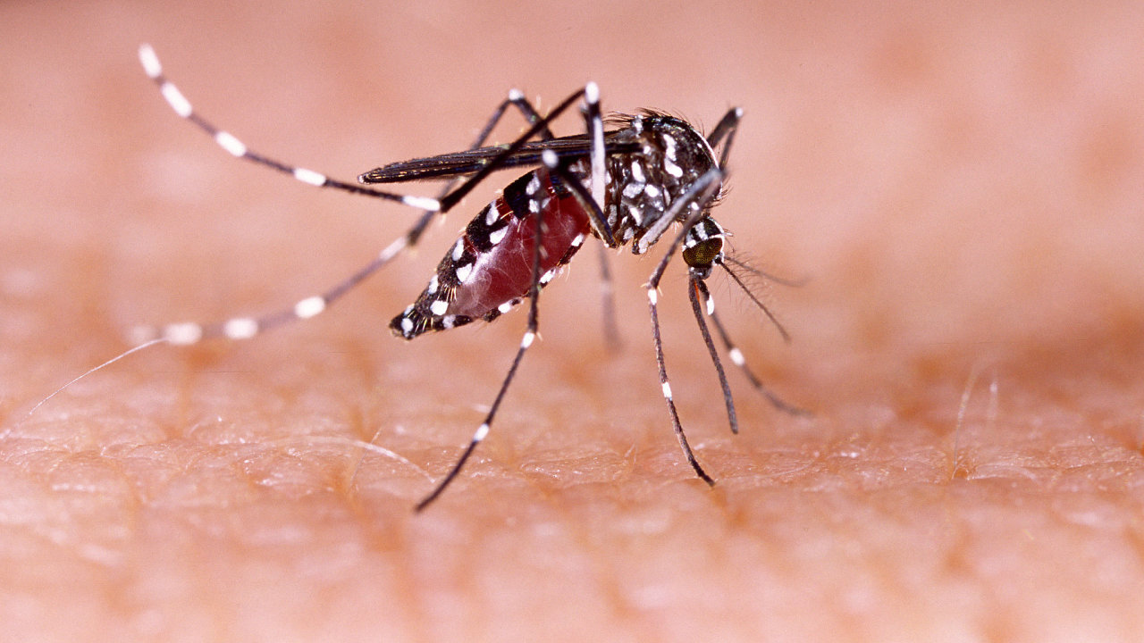 tropick komr, Aedes aegypti
