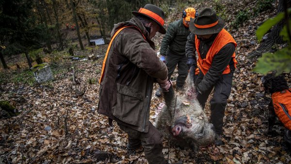 Zastřel si svého divočáka. Majitelé lesa či pole budou moci s puškou zakročit proti přemnožené zvěři