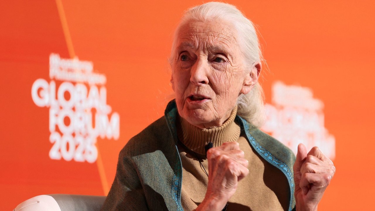 Britsk bioloka a ochrnkyn prody Jane Goodallov.